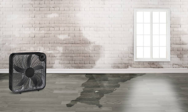Best Professional water damage repair  in Ogden, UT